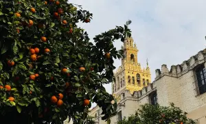 Orangenbäume vor der Giralda in Sevilla. Wie viele Tage braucht man, um diese Schönheit zu genießen?