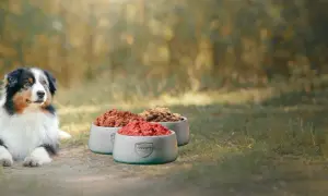 Ein Hund und eine Katze blicken auf drei Schalen mit Futter. Eine gesunde Alternative zum Barfen für Ihre Lieblinge.