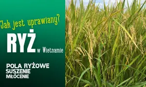 Jak uprawia się ryż: Kluczowe techniki i warunki do sukcesu