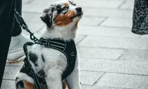 Uroczy szczeniak w szelkach dla średniego psa, gotowy na spacer.