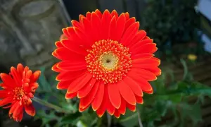 Jasna, pomarańczowa gerbera doniczkowa rozkwita obok mniejszego kwiatu. W tle widać kamienną rzeźbę.