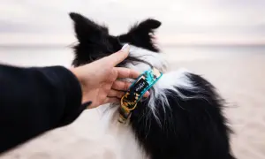 Elegancka obroża dla border collie z etnicznym wzorem, dopasowana do aktywnego stylu życia psa.