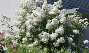 Ein üppiger Strauch mit unzähligen kleinen, weißen Blüten, der an eine rosa multiflora erinnert, blüht vor einer weißen Hauswand.