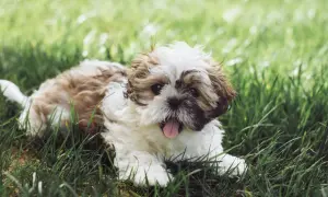 Szczeniak rasy Shih Tzu leży na trawie, patrząc w obiektyw z wystawionym językiem.