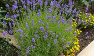 Jak dbać o lawendę w doniczce, aby pięknie kwitła przez lata