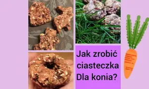 Jak zrobić ciastka dla koni - prosta receptura na zdrowe smakołyki