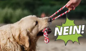 Goldener Retriever zieht an einem Seilspielzeug, während eine Hand es festhält. Der Hund lernt "Nein!