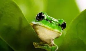 Zielona żaba domowa z wielkimi oczami wychyla się zza liścia.