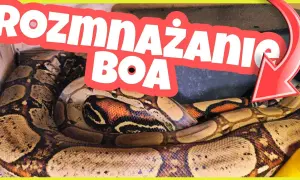 Jak rodzą się węże? Odkryj fascynujące metody ich rozmnażania