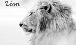 Portrait en noir et blanc d'un lion majestueux, le prénom "Léon" est inscrit en haut à gauche.