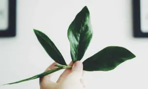 En hand håller en vacker garderobsblomma stickling med tre mörkgröna blad.