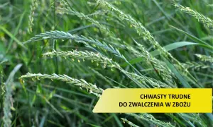 Zielone źdźbła traw, niektóre z kłoskami, tworzą gęsty łan. Wśród nich widoczny jest żółty prostokąt z napisem "CHWASTY TRUDNE DO ZWALCZENIA W ZBOŻU".
