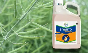 Sivanto energy – insektycyd w 5-litrowym opakowaniu, chroniący rośliny przed szkodnikami.