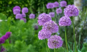 Lila Zierlauch pflanzen blühen im Garten. Bienen besuchen die kugelförmigen Blüten.