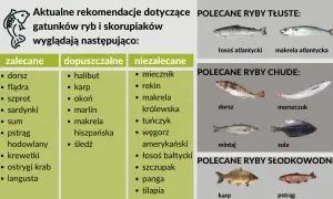 Szukasz informacji, jaka ryba dla niemowlaka jest najlepsza? Na liście "zalecane" znajdziesz dorsza, flądrę, szprota, sardynki.
