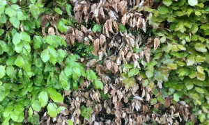 Eine Buchenhecke stirbt ab. Links leuchtend grüne Blätter, rechts braune, trockene Blätter.