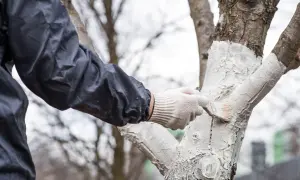 Ręka w rękawiczce maluje pędzelkiem pień drzewa na biało. To czas, kiedy bielimy drzewka, chroniąc je przed mrozem i szkodnikami.