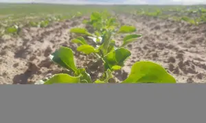 Młode rośliny buraków cukrowych, wschodzące na polu. Widać rząd zielonych liści, a w tle pole i niebo. To początek wzrostu, jakby venzar dawał życie.