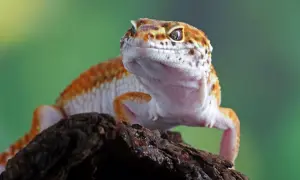 Gekon lamparci z pomarańczowymi plamkami na białym ciele, siedzący na kawałku drewna.