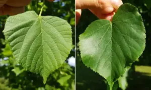 Zwei grüne Lindenblätter, die von Fingern gehalten werden. Die Blätter zeigen die charakteristische Form und Aderung, die typisch für die linde frucht sind.