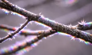 Gałązka pokryta szronem, z widoczną **aberracją chromatyczną** tworzącą tęczowe refleksy na kolcach.