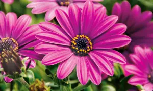 Strahlende **Balkonpflanzen** in voller **Sonne**. Die leuchtend pinken Blütenköpfe mit gelben Staubgefäßen sind ein Blickfang.