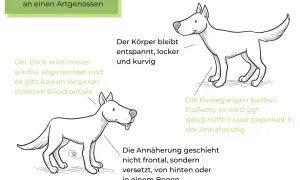 Ein Hund bleibt stehen, wenn er andere Hunde sieht. Sein Körper ist entspannt, Blickkontakt wird vermieden. Annäherung erfolgt seitlich oder im Bogen.