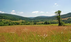 Łąka pełna dzikich kwiatów i traw, z samotnym drzewem w oddali. To idealne miejsce na odpoczynek, takie jak to, które mógłby wybrać Stasiuk.