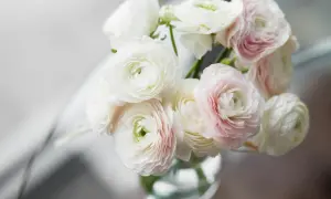 A bouquet of delicate white and pale pink ranunculus flowers. While beautiful, are ranunculus poisonous to cats?