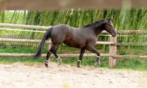 Ciemnobrązowy koń w ochraniaczach na nogach wykonuje dynamiczny galop, niemal w cwale, na piaszczystym wybiegu.