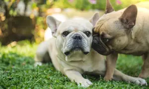 Dwa dorosłe buldogi francuskie leżą na trawie. Jeden z nich, jaśniejszy, patrzy prosto w obiektyw, podczas gdy drugi, ciemniejszy, przytula się do jego głowy.