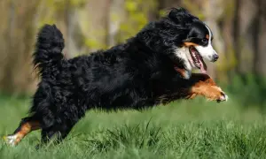 Ein Berner Sennenhund hat einen riesigen **Zoomies hund**-Moment und springt über das grüne Gras, die Zunge hängt heraus.