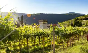 Vigneti rigogliosi illuminati dal sole, con un borgo e una torre medievale sullo sfondo. Un luogo incantevole per scoprire cosa vedere a Fumane.