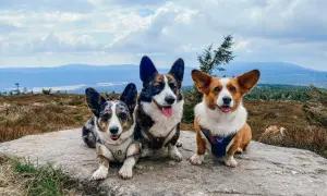 Trzy urocze corgi odpoczywają na skale w Górach Izerskich, podziwiając malowniczy krajobraz.