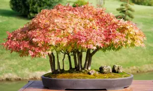 Ein japanischer Ahorn im Bonsai-Stil, dessen Blätter in Rot- und Gelbtönen leuchten, steht auf einem Holztisch. Der ideale japanischer ahorn standort ist hier im Freien, mit grüner Wiese und Wasser im Hintergrund.