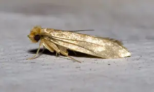Un petit papillon doré, peut-être une mite. Comment savoir si on a des mites ? Cherchez des signes de dommages sur les textiles.