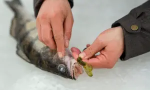 Wędkarz przygotowuje przynętę drop shot, zakładając gumę na haczyk przy świeżo złowionym sandaczu.