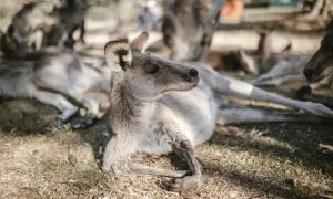 Un canguro descansa en la hierba, mostrando sus expresiones australianas. Otros canguros están relajados a su alrededor.