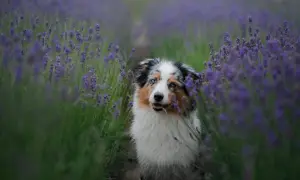 Ein Australian Shepherd mit blauen Augen sitzt in einem Lavendelfeld. Die durchschnittliche australian shepherd lebenserwartung liegt bei 12-15 Jahren.