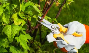 Jak przycinać porzeczki? Sekret obfitych plonów i zdrowych krzewów