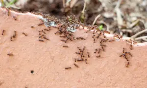 Mrówki maszerują po cegle. Ziemia okrzemkowa na co? Może na mrówki, bo są wszędzie!