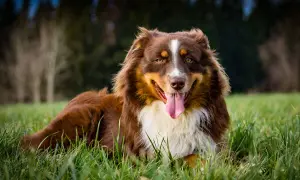 Ein glücklicher, brauner Australian Shepherd liegt im Gras, die Zunge hängt heraus.
