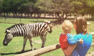 Mama z dzieckiem podziwia zebrę na zoo safari w Świerkocinie.