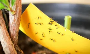 Żółta pułapka lepowa pełna ziemiórek, obok łodygi rośliny. Naturalny sposób na pozbycie się szkodników.