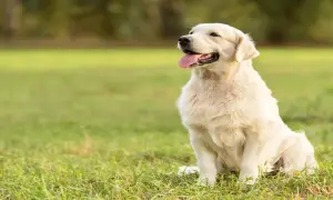 Jak umiera golden retriever i jak zadbać o jego zdrowie?
