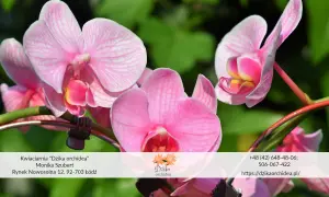 Piękne bukiety imieninowe z różowych storczyków. Idealne na prezent od Kwiaciarni "Dzika orchidea".
