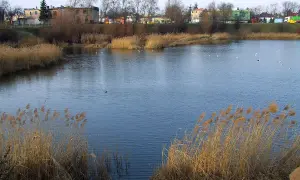 Spokojne glinianki Błonie z trzcinami na brzegu i ptactwem wodnym. W tle zabudowania i drzewa.