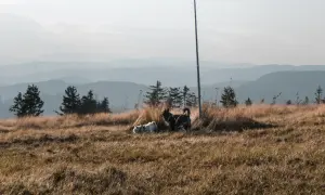 Dwa psy, jeden biały, drugi ciemny, cieszą się spacerem gdzie w góry z psem. W tle łagodne pasma górskie.