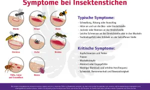 Übersicht über Symptome bei Insektenstichen: Wann zum Arzt? Typische und kritische Anzeichen werden erklärt, um die richtige Reaktion zu finden.