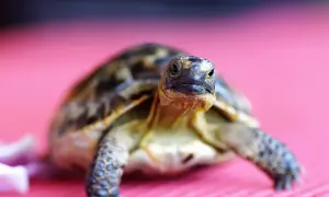 Mały żółw na różowym tle. Zastanawiasz się, ile żyje żółw? Ten maluch ma przed sobą długą przyszłość!